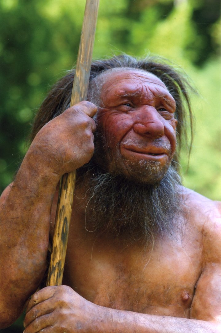 Homo_sapiens_neanderthalensis-Mr._N.jpg